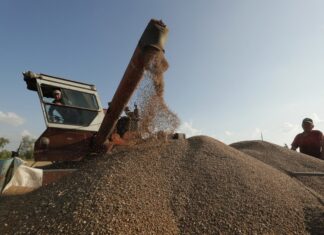 Убытки аграриев Херсонской области от войны и засухи приближаются к миллиарду гривен