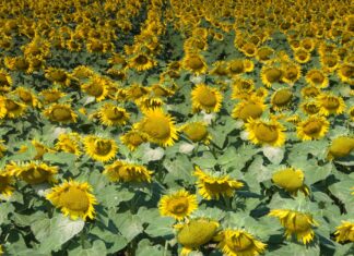 В Украине цены на подсолнечник остаются высокими, так как осадки задерживают сбор урожая