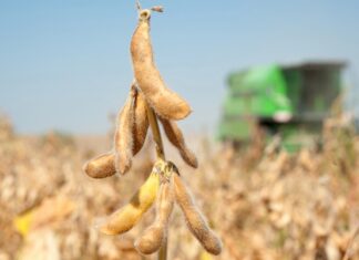 Из-за новой пошлины на складах остановилось 500 000 тонн сои и рапса – УЗА