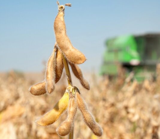 Из-за новой пошлины на складах остановилось 500 000 тонн сои и рапса – УЗА