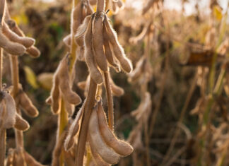 Украина вводит экспортную пошлину на сою и рапс: Зеленский подписал закон