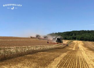 Датские инвесторы покупают агрофирму на западе Украины