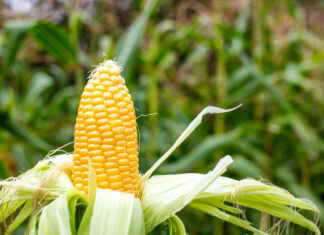 Доля Украины в импорте кукурузы в ЕС сократилась втрое