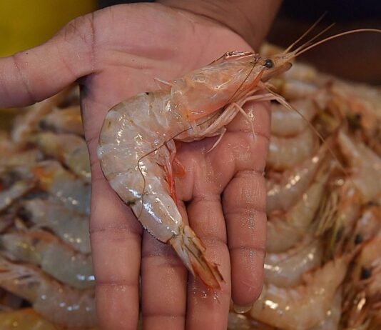 Объемы переработки креветок в Индонезии упали на треть после обнаруженной в них радиации