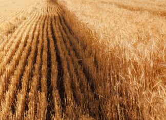 Bloomberg: Египет нарастил закупки пшеницы из Черноморского региона, включая Украину