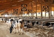 Кабинет министров удвоил компенсацию за строительство ферм в прифронтовых районах