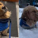 Неприкрытая радость: пес пережил «эпический взрыв счастья» от первого снега (видео)