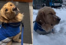 Неприкрытая радость: пес пережил «эпический взрыв счастья» от первого снега (видео)