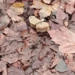 У Херсоні зафіксували мінування «пелюстками» в кількох районах міста