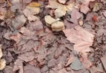 У Херсоні зафіксували мінування «пелюстками» в кількох районах міста