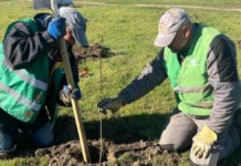 У Херсоні висаджують саджанці дерев у Таврійському парку