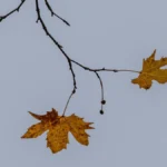 Яка погода очікується в Херсоні та області 28 листопада 2025 року?