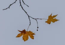 Яка погода очікується в Херсоні та області 28 листопада 2025 року?