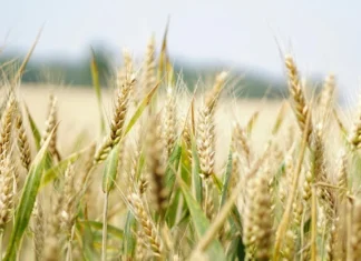 Торговий дефіцит Херсонщини за дев’ять місяців перевищив 13 мільйонів доларів