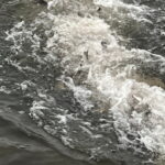 В водоемы в четырех регионах вселили более 140 000 экземпляров рыбы