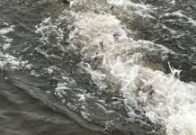 В водоемы в четырех регионах вселили более 140 000 экземпляров рыбы