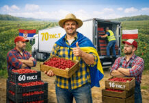 Малиновый бум: как Украина стала №1 экспортером малины в Европе и что угрожает дальнейшему росту