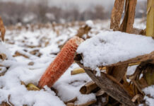 Сбор урожая в Украине продолжится даже в январе: на полях еще 4 млн тонн кукурузы