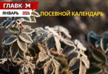 Посевной календарь на январь 2026 года: зимний уход за садом и огородом