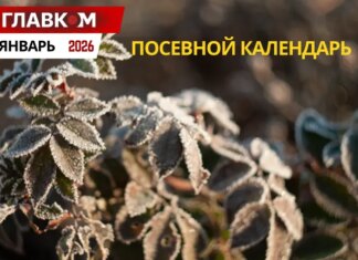 Посевной календарь на январь 2026 года: зимний уход за садом и огородом