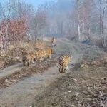 Ничего подобного не видели прежде: амурская тигрица с детенышами удивила ученых (видео)