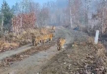 Ничего подобного не видели прежде: амурская тигрица с детенышами удивила ученых (видео)