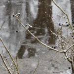 Яка погода очікується в Херсоні та області 15 грудня 2025 року?