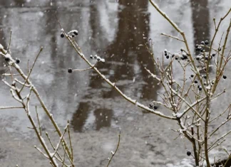 Яка погода очікується в Херсоні та області 15 грудня 2025 року?