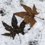 Яка погода очікується в Херсоні та області 30 грудня 2025 року?