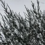 Яка погода очікується в Херсоні та області 29 грудня 2025 року?