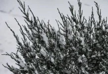 Яка погода очікується в Херсоні та області 29 грудня 2025 року?