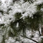 Яка погода очікується в Херсоні та області 27 грудня 2025 року?