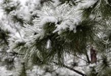 Яка погода очікується в Херсоні та області 27 грудня 2025 року?