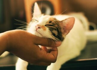 Почему кошки на самом деле вылизывают вас: большинству понравится объяснение