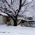 Суровые морозы могут заставить деревья взрываться: действительно ли это так