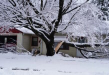 Суровые морозы могут заставить деревья взрываться: действительно ли это так