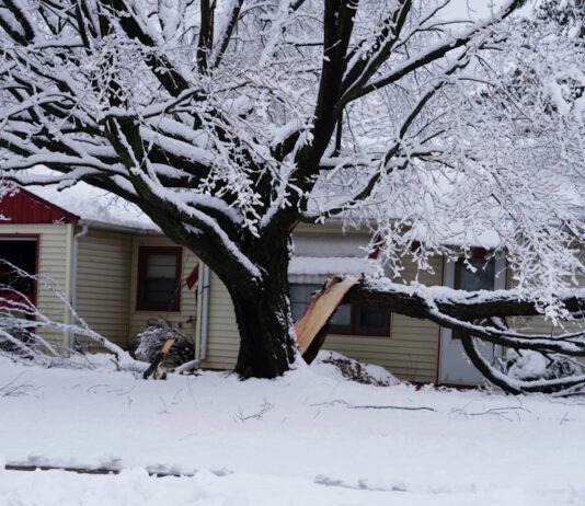Суровые морозы могут заставить деревья взрываться: действительно ли это так