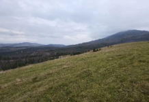 Продажа земли на полонине Боржава. АРМА проверит победителей аукционов