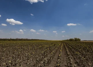 Ціна сільськогосподарської землі на Херсонщині серед найнижчих в Україні