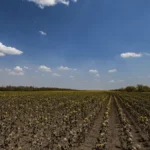 На Херсонщині аграріям компенсують збитки від погодних катаклізмів і обстрілів