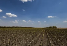 На Херсонщині аграріям компенсують збитки від погодних катаклізмів і обстрілів