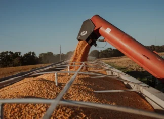 За 2025 рік РФ вивезла з окупованих територій України понад 2 мільйони тонн зерна