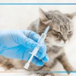 Хвороба, яка вбиває. Сказ на Херсонщині, що робити після укусу тварини