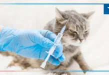 Хвороба, яка вбиває. Сказ на Херсонщині, що робити після укусу тварини