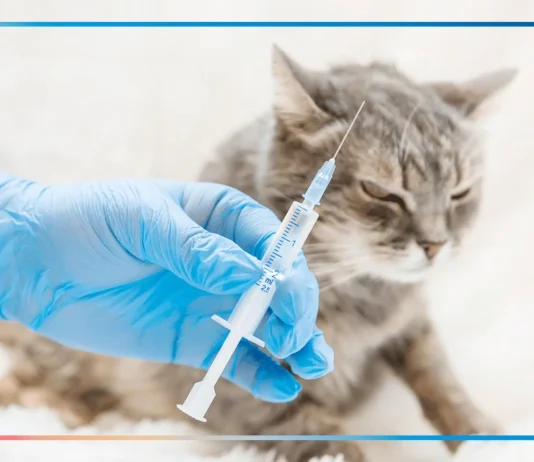 Хвороба, яка вбиває. Сказ на Херсонщині, що робити після укусу тварини