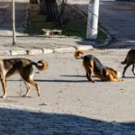 Понад півтисячі людей торік звернулися до медиків після укусів тварин на правобережжі Херсонщини