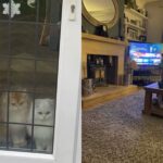Владелица оставила котов родителям на выходные: потом ее удивили кадры с любимцами (фото)