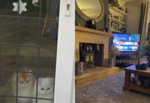 Владелица оставила котов родителям на выходные: потом ее удивили кадры с любимцами (фото)