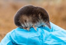 На Земле есть существо, способное уменьшать свой мозг, а затем восстанавливать его: о ком речь