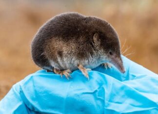 На Земле есть существо, способное уменьшать свой мозг, а затем восстанавливать его: о ком речь